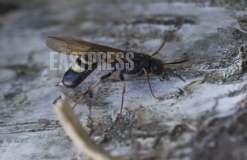 EA268983, Eastpress , Kotka, Finland